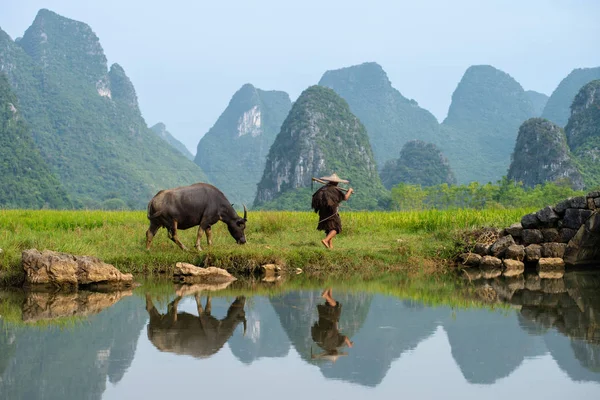 Agricultor Cuida Búfalo Arrozal Huixiang Guilin China Una Pequeña Ciudad — Foto de Stock