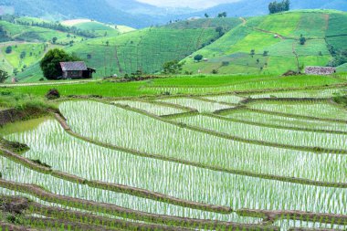 Chiang Mai pirinç terasları