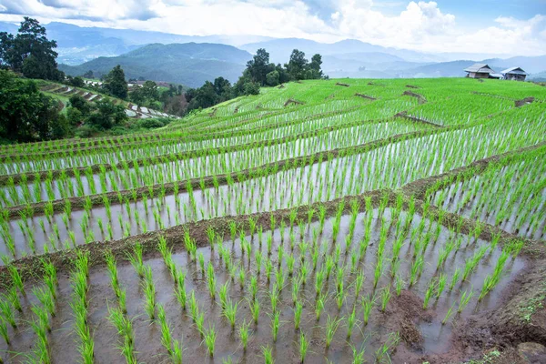 Чіанг маи рисові тераси — стокове фото