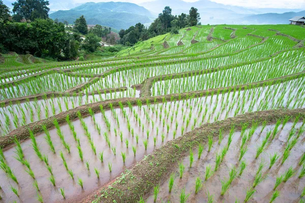 Chiang Mai pirinç terasları — Stok fotoğraf