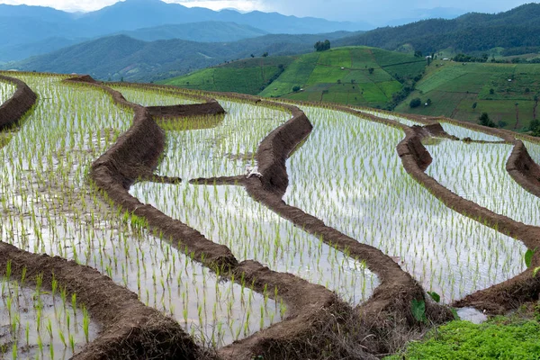 Terrazze di riso Chiang Mai — Foto Stock