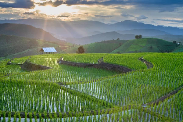 在日落时的稻田 — 图库照片