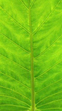 Bahçe yeşil yaprak şeklinde