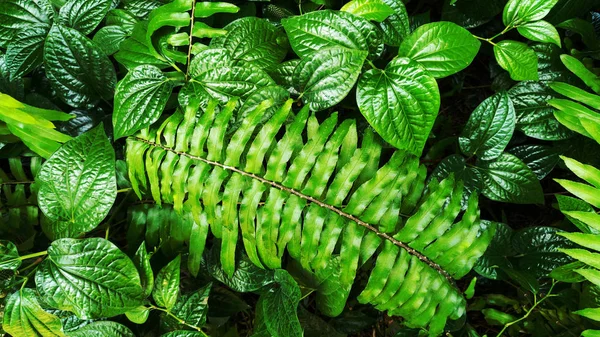 Tropicale Verde Foglia Foresta Sfondo — Foto Stock