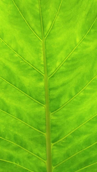 Bahçe yeşil yaprak şeklinde