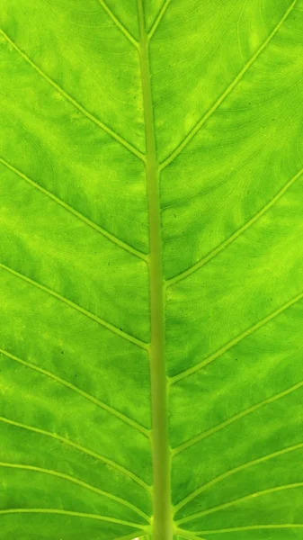 Bahçe yeşil yaprak şeklinde