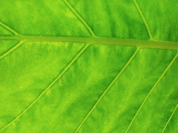 Zelený List Vzor Zahradě — Stock fotografie