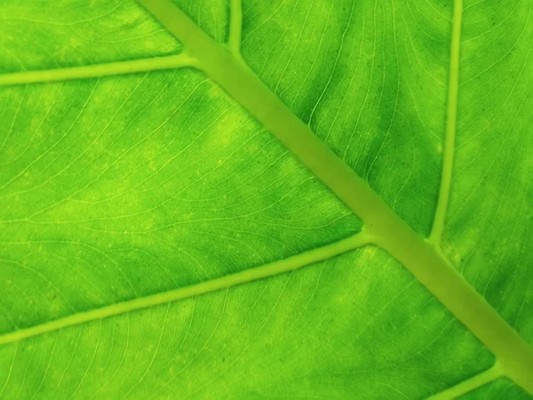 Modello Foglia Verde Giardino — Foto Stock