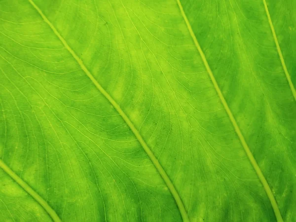 Green Leaf Pattern Garden — Stock Photo, Image