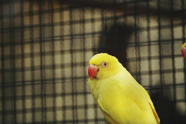 Pájaro Loro Amarillo Jaula — Foto de Stock