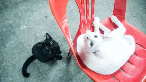 Gato Blanco Negro Silla —  Fotos de Stock