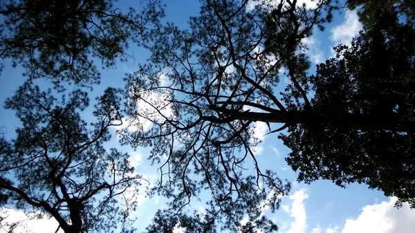 Mavi Gökyüzü Ile Ağaç Siluet — Stok fotoğraf