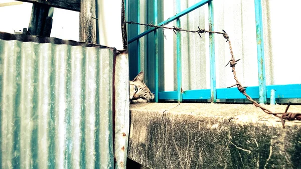 Nap Kedi Duvarın Arkasında — Stok fotoğraf