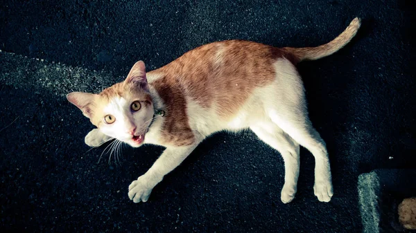 橙色的猫 在大街上 — 图库照片