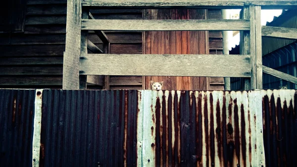 Duvarın arkasındaki şirin kedi