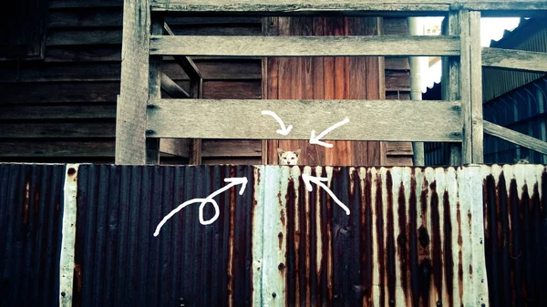 Duvarın arkasındaki şirin kedi