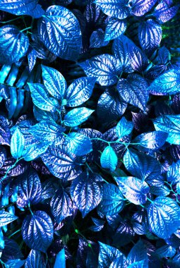 koyu arka plan tropikal mavi yaprak kızdırma. Yüksek karşıtlık