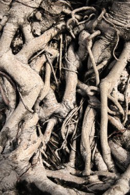 Eski parkta ağaç kök.