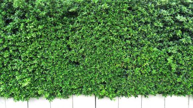 Tropik yeşil yapraklı dikey bahçe, kontrast