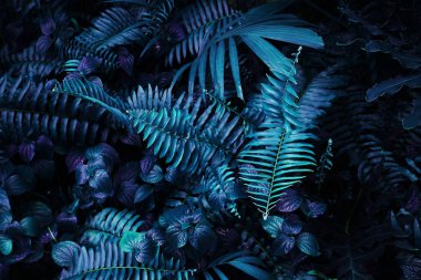 Karanlık arka planda tropikal yaprak ormanı parlıyor. Yüksek karşıtlık.