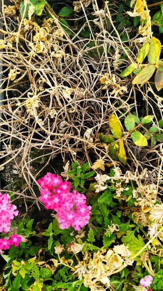 renkli çiçekler görünümünü en iyi ve Bahçe çim Solar