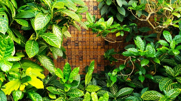 Zielone Liście Ogród Przed Mur Cegły — Zdjęcie stockowe