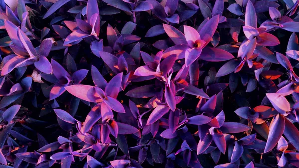 purple leaves background in the garden