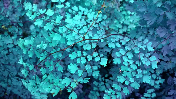 tropical blue leaf glow in the dark background. High contrast