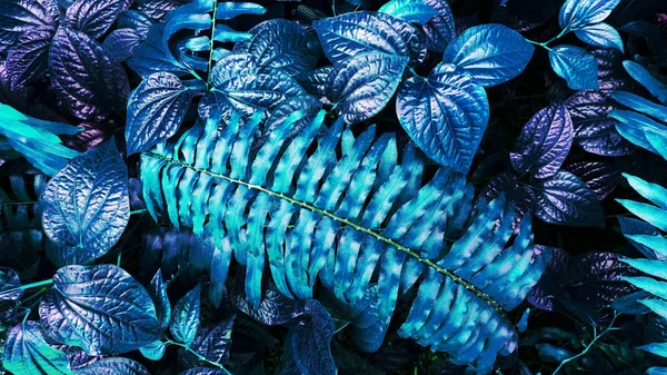 Trópusi Kék Levél Fénye Sötét Háttérben Nagy Kontrasztú — Stock Fotó