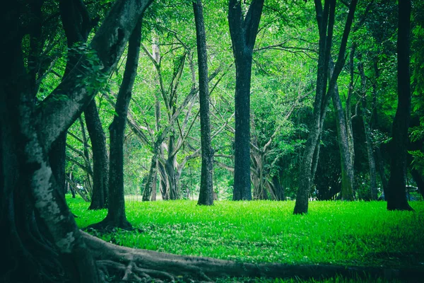 yeşil ağaç doğa Park.