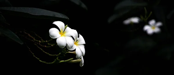 어두운 배경에서 고대비 Plumeria — 스톡 사진