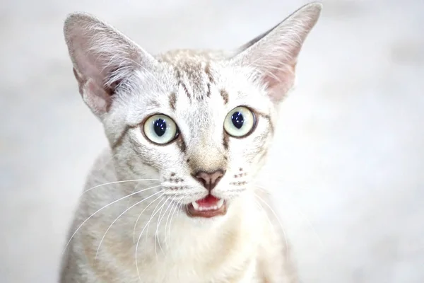 Portrait of a surprised thai street cat.
