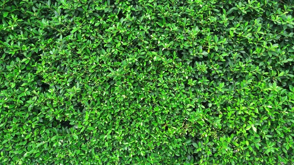 vertical garden with tropical green leaf, contrast