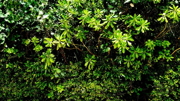 具有热带绿叶的垂直花园 — 图库照片