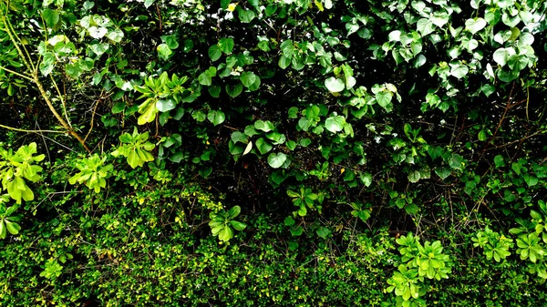 Giardino Verticale Con Foglia Verde Tropicale Contrasto — Foto Stock