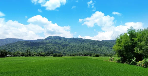 Zielone Pole Ryżowe Tajlandii — Zdjęcie stockowe