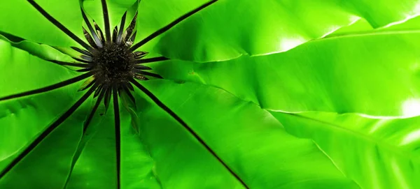 Bird Nest Fern Tropical Green Leaf Contrast — Stock Photo, Image