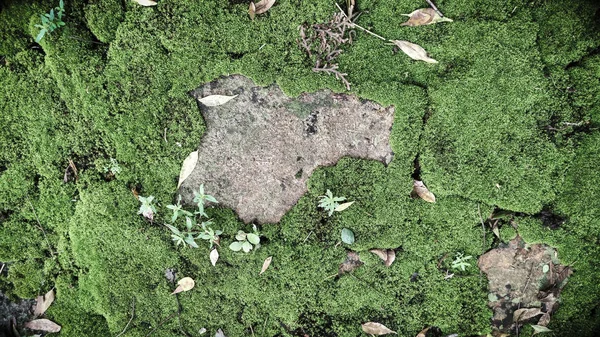 Texture Old Brick Green Moss — Stock Photo, Image