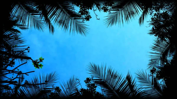 Tropische Boom Silhouet Lege Ruimte — Stockfoto