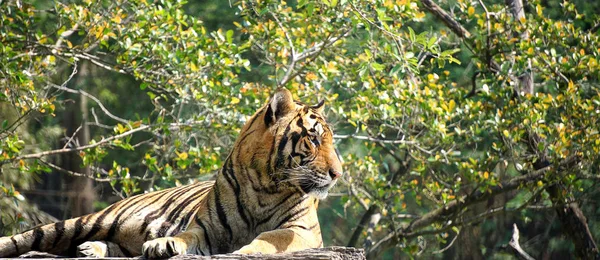 The tiger is lying on a wood log.