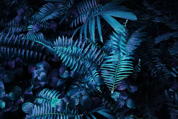 Karanlık arka planda tropikal yaprak ormanı parlıyor. Yüksek karşıtlık.
