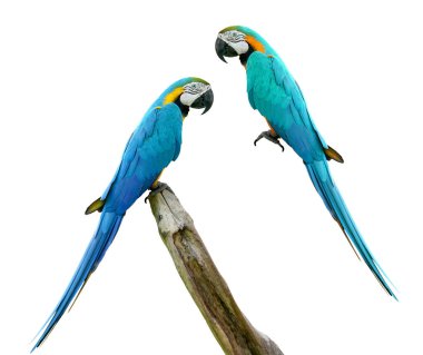 Kırpma yolu ile beyaz arka plan üzerinde izole macaws kuş.