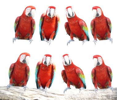 Kırpma yolu ile beyaz arka plan üzerinde izole macaws kuş.