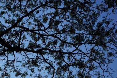 Tropikal yaprak yeşil ve mavi gökyüzü. Siluet yüksek karşıtlık.