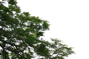 Beyaz arkaplanda izole edilmiş ağaç.