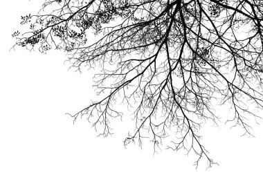 Beyaz arkaplanda izole edilmiş ağaç.