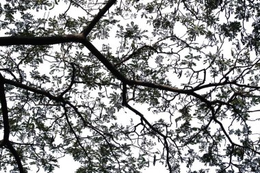 Beyaz arkaplanda izole edilmiş ağaç.