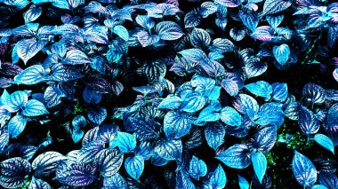 Karanlık arka planda tropikal yaprak ormanı parlıyor. Yüksek karşıtlık.