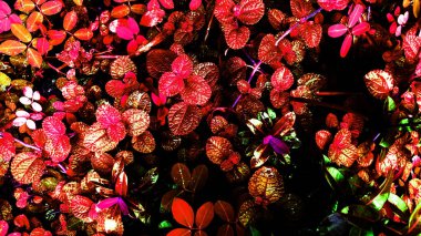 tropikal nane yaprağı orman kızdırma koyu arka planda. Yüksek karşıtlık.