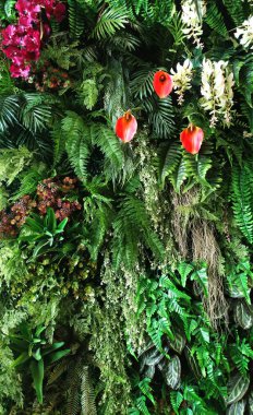 Tropik yeşil yapraklı dikey bahçe, kontrast